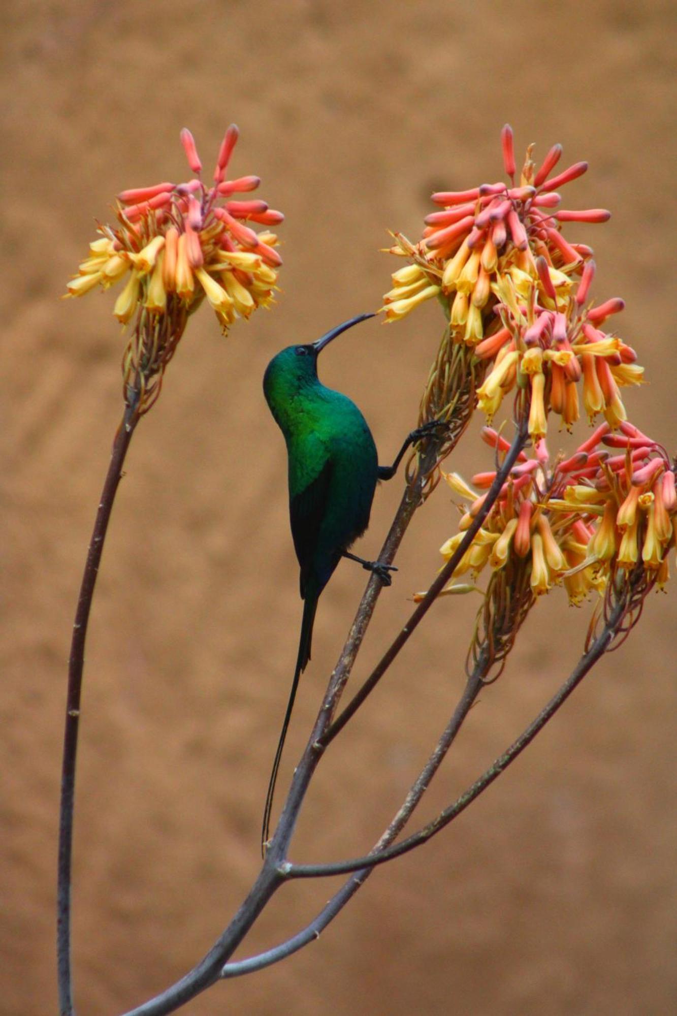 Bosch Luys Kloof Nature Reserve Ladismith Buitenkant foto