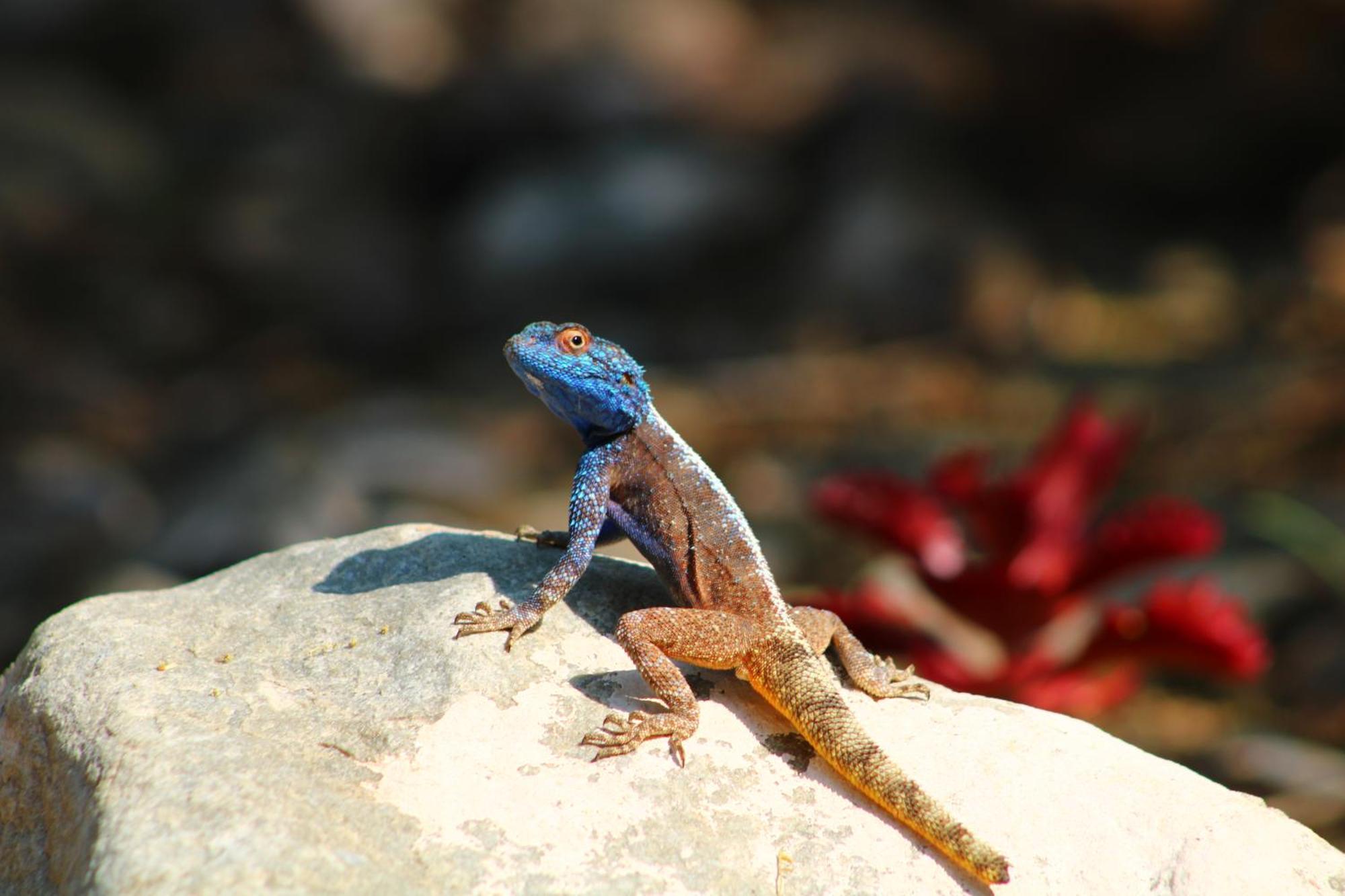 Bosch Luys Kloof Nature Reserve Ladismith Buitenkant foto