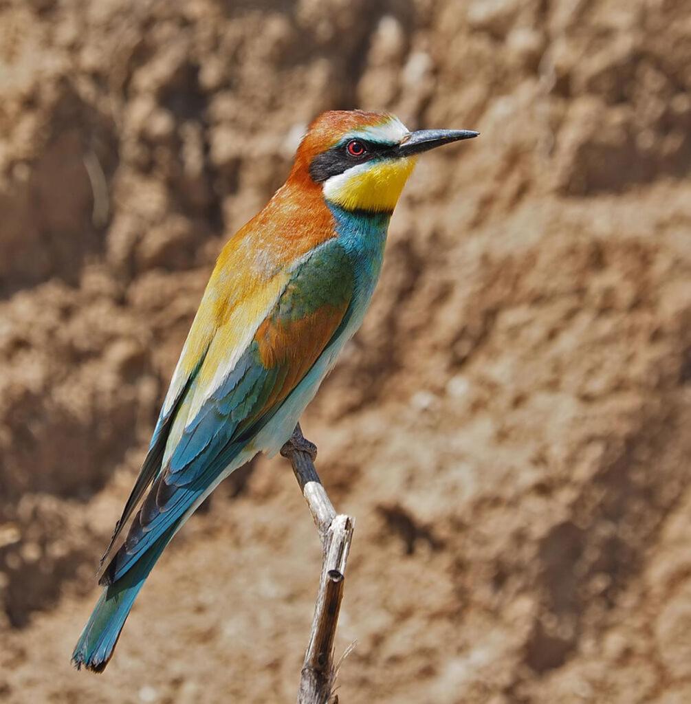 Bosch Luys Kloof Nature Reserve Ladismith Buitenkant foto