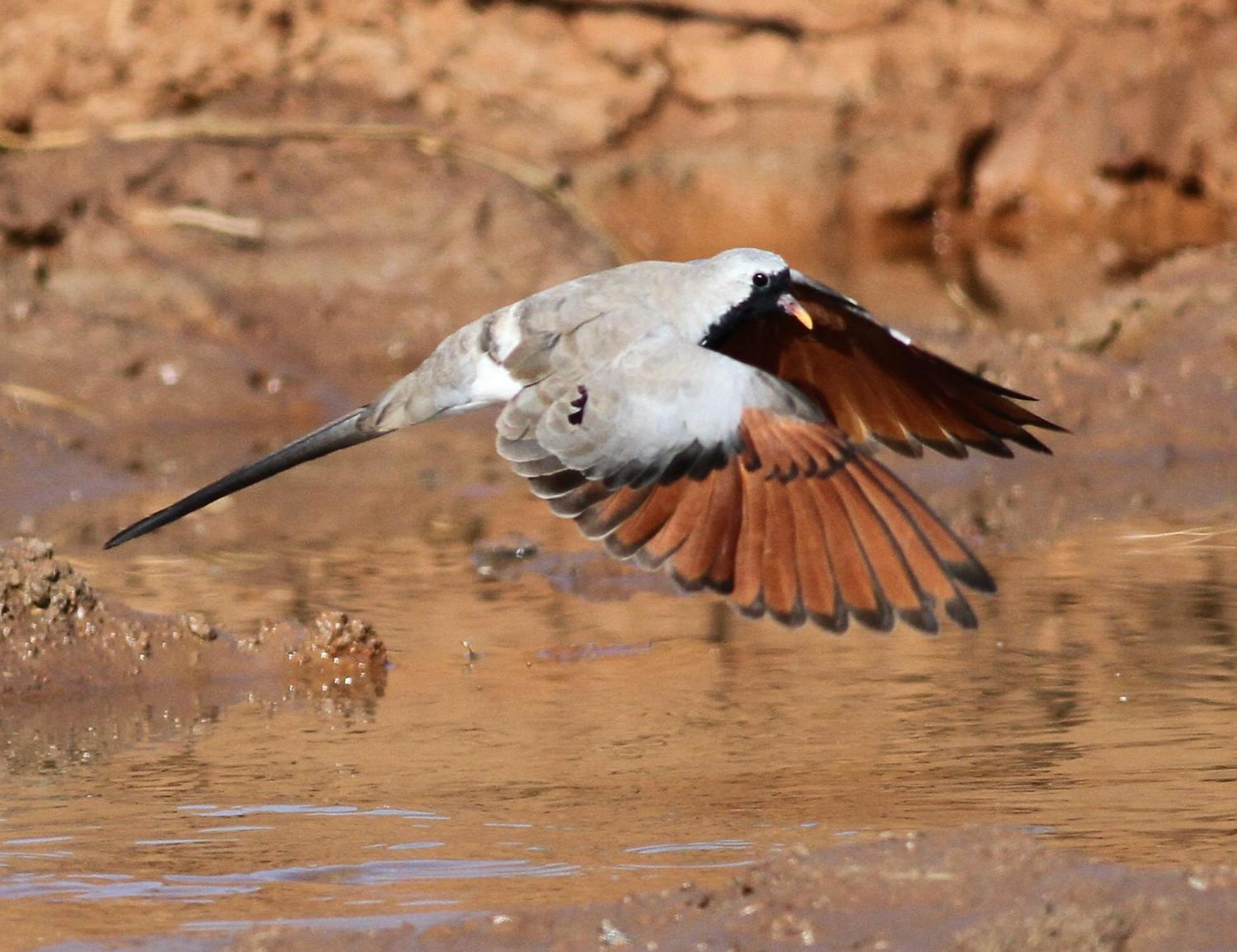 Bosch Luys Kloof Nature Reserve Ladismith Buitenkant foto