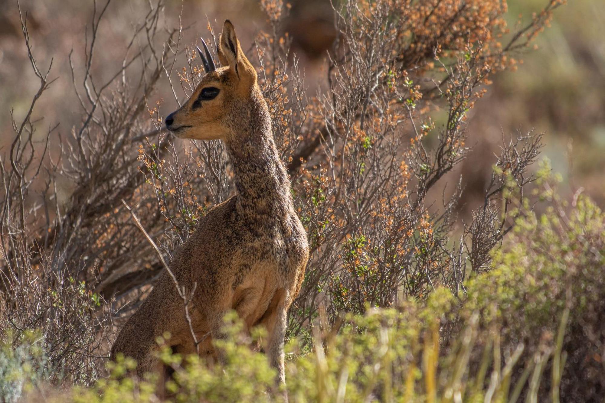 Bosch Luys Kloof Nature Reserve Ladismith Buitenkant foto