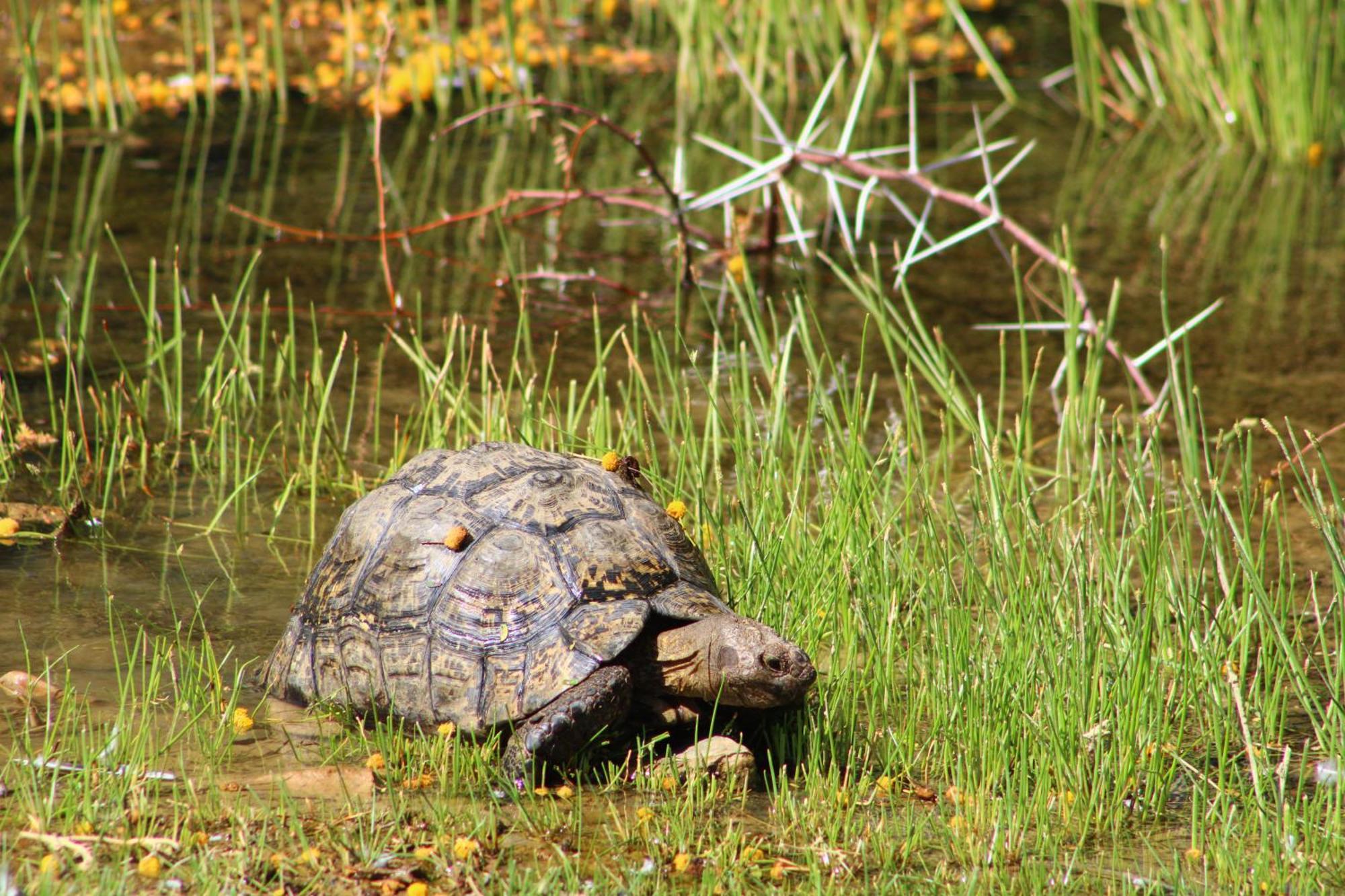Bosch Luys Kloof Nature Reserve Ladismith Buitenkant foto