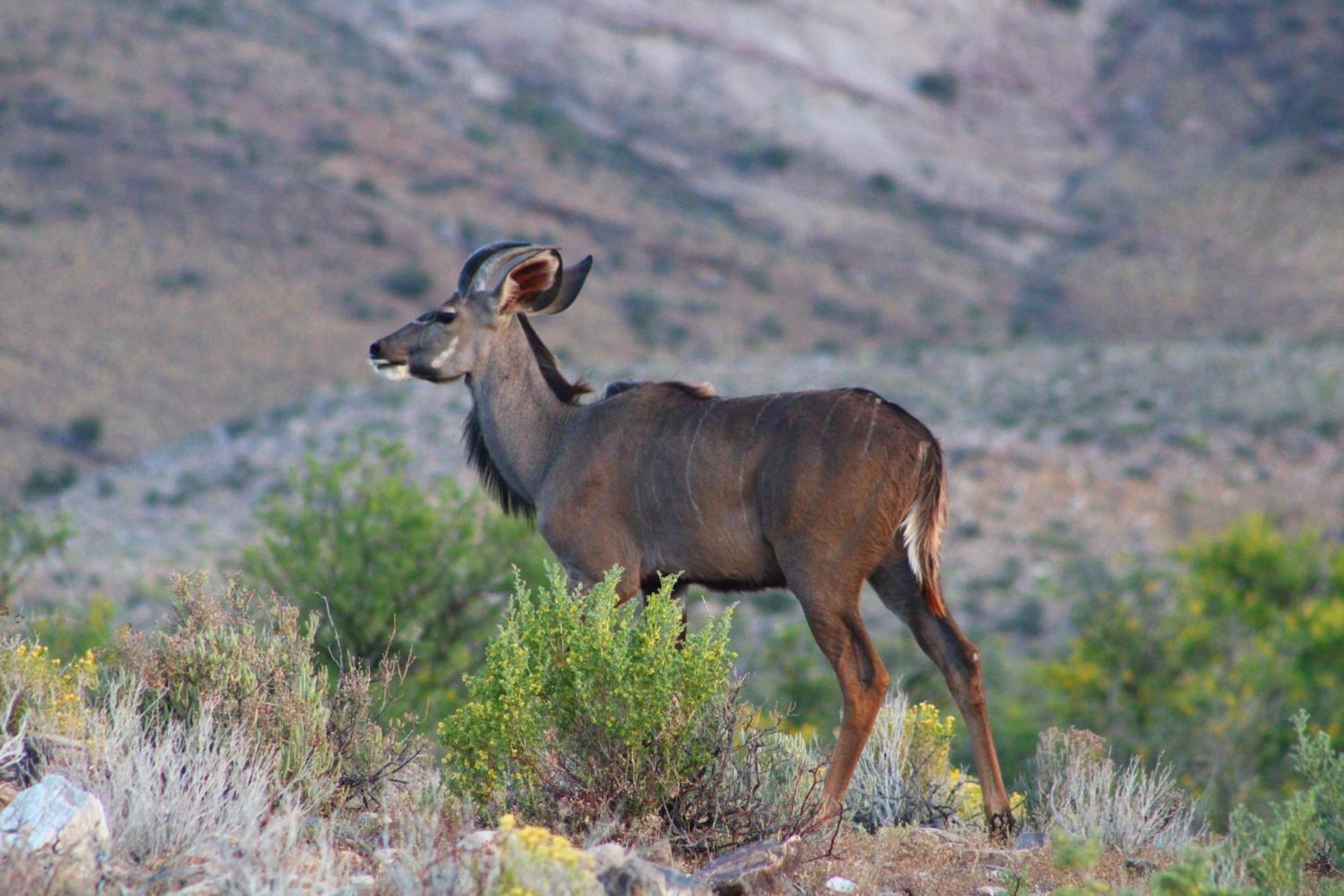 Bosch Luys Kloof Nature Reserve Ladismith Buitenkant foto