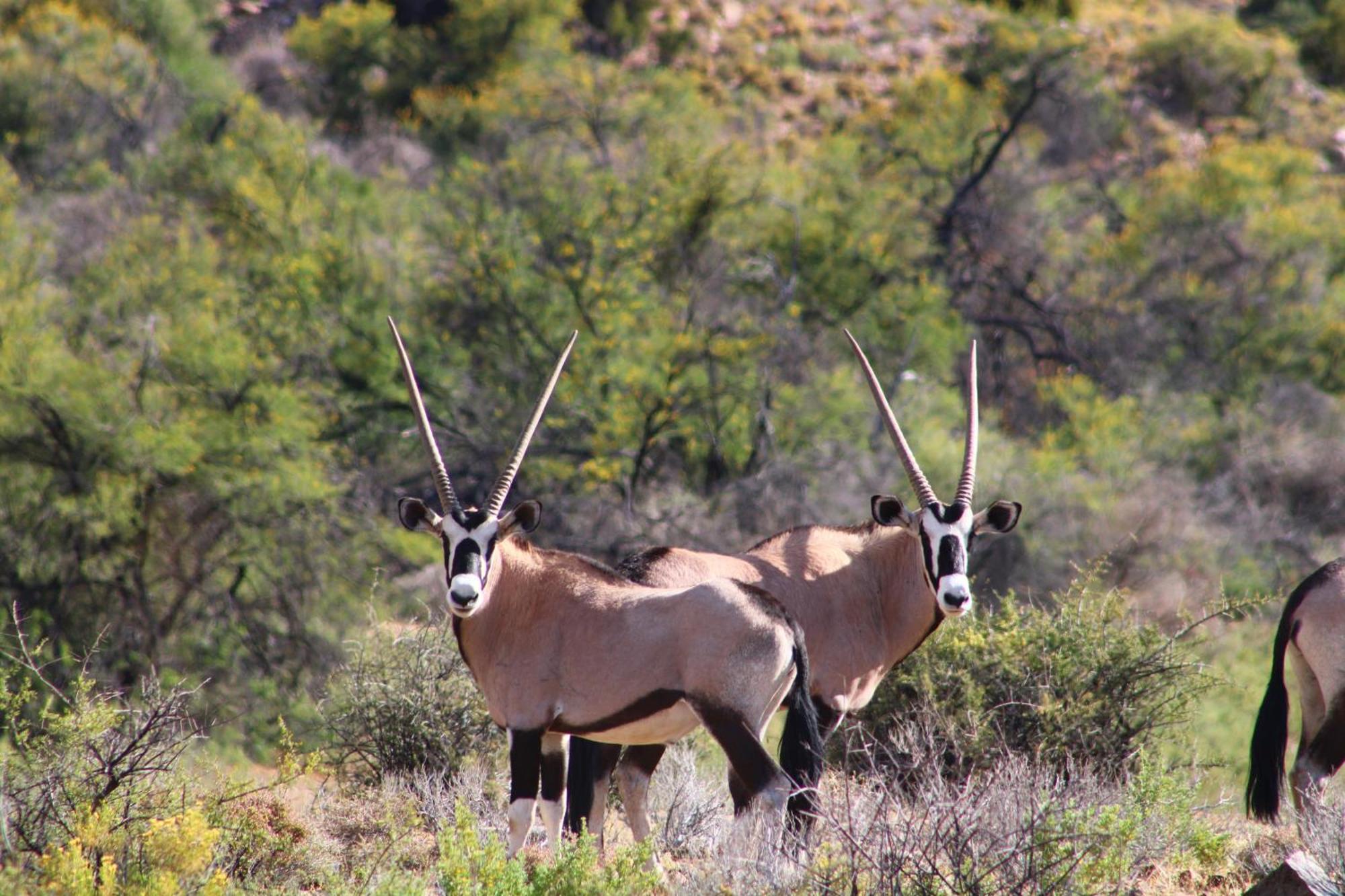 Bosch Luys Kloof Nature Reserve Ladismith Buitenkant foto