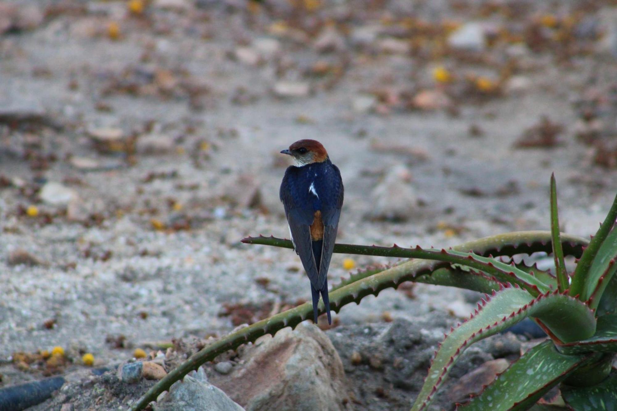 Bosch Luys Kloof Nature Reserve Ladismith Buitenkant foto