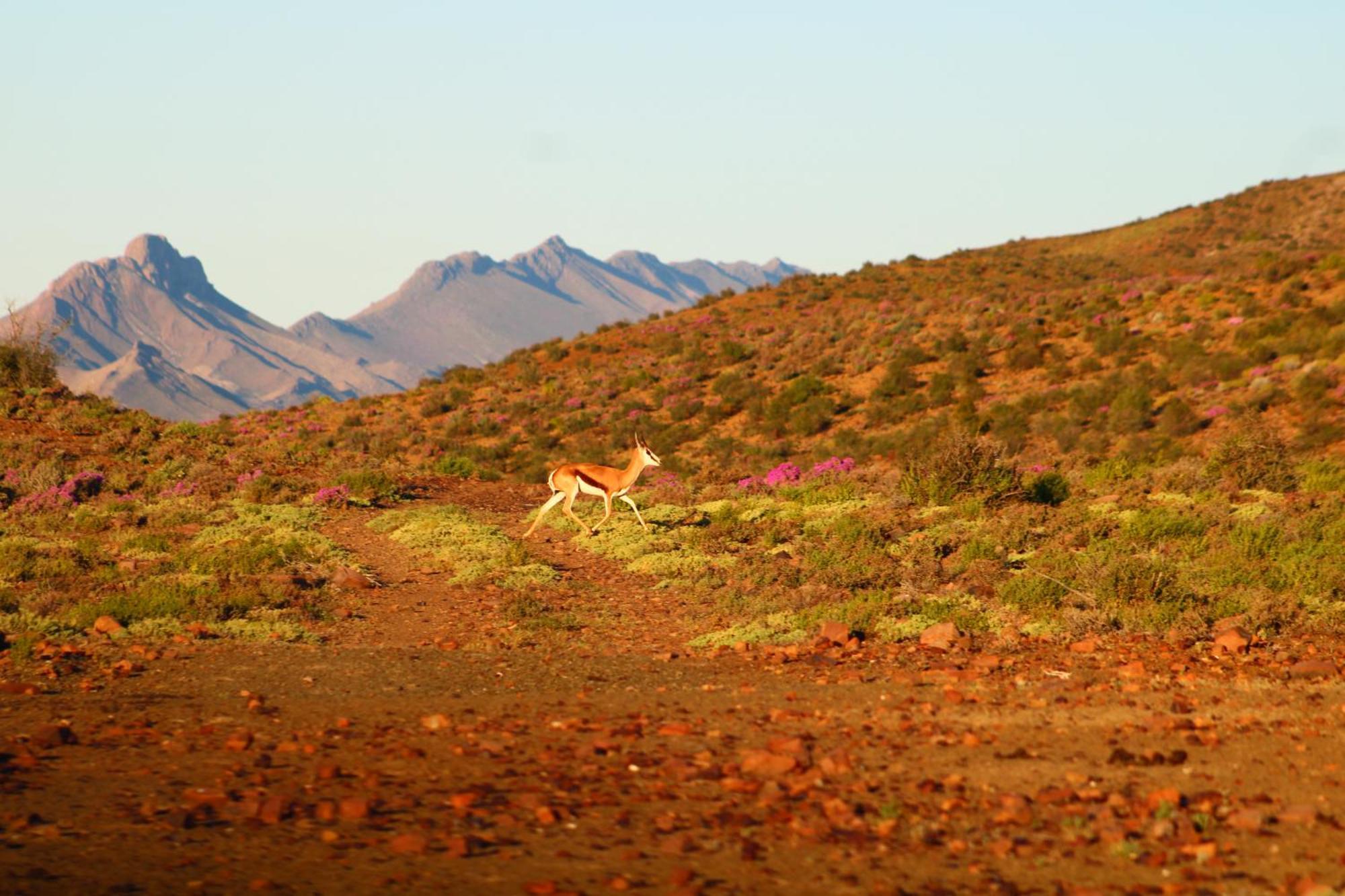 Bosch Luys Kloof Nature Reserve Ladismith Buitenkant foto